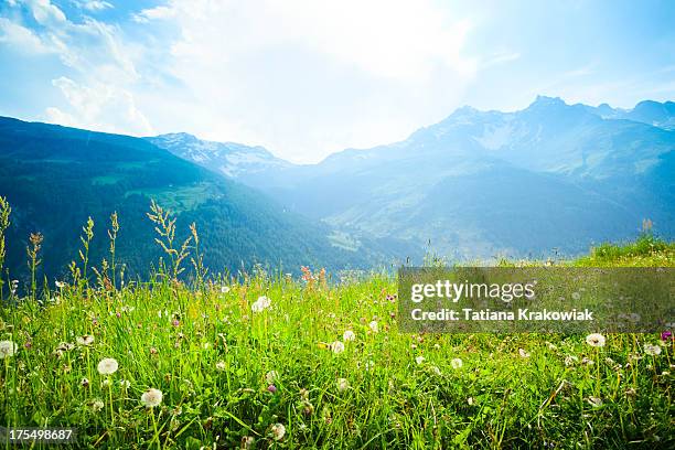 alpine meadow - meadow stock pictures, royalty-free photos & images