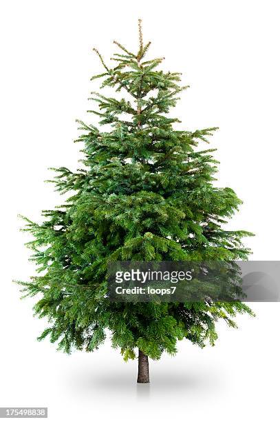 christmas tree - christmas tree isolated stock pictures, royalty-free photos & images