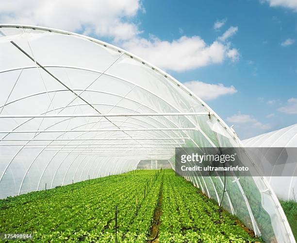 organic food - green house stock pictures, royalty-free photos & images