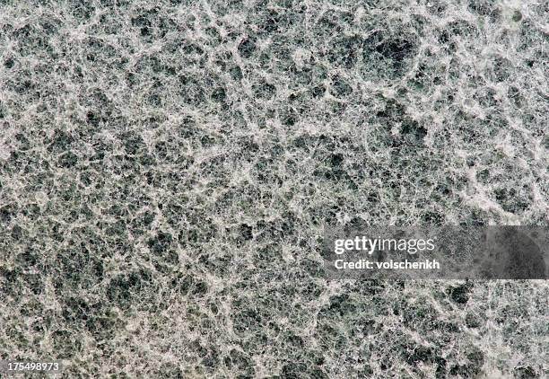 mold - hypha stock pictures, royalty-free photos & images