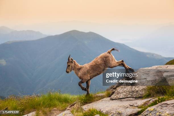 young ibex alpine on the mountain pastures - ibex 個照片及圖片檔