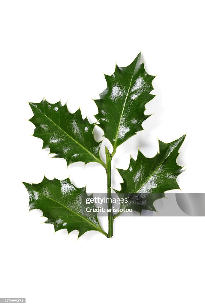Holly Twig, Isolated on White