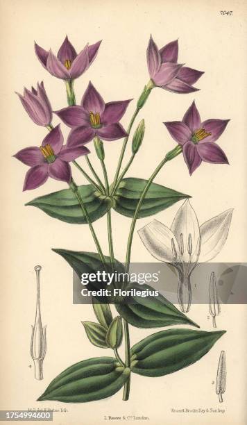 Chironia peduncularis, purple flower native to South Africa. Hand-coloured botanical illustration drawn by Matilda Smith and lithographed by J.N....