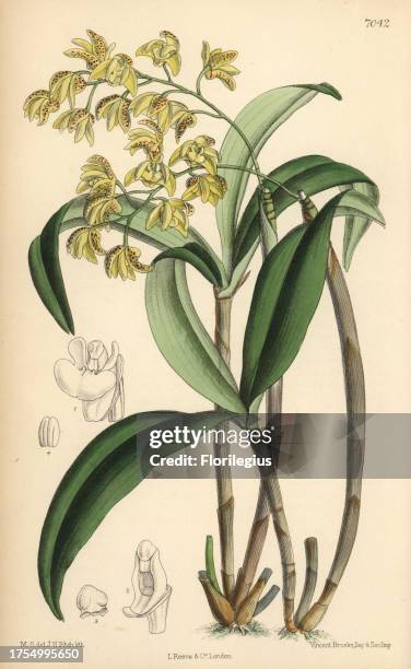 Dendrobium gracilicaule, pale yellow orchid native of eastern Australia. Hand-coloured botanical illustration drawn by Matilda Smith and lithographed...