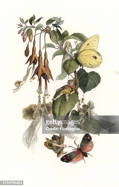 Elves and fairies playing and feasting on a fuchsia plant with butterflies. Handcoloured woodblock print by Edmund Evans after an illustration by...