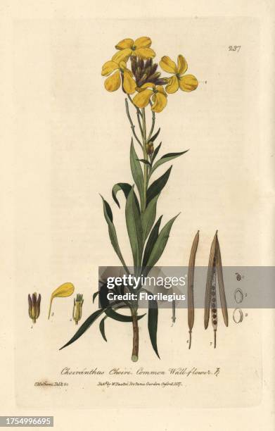 Common wallflower, Cheiranthus cheiri. Handcoloured copperplate drawn and engraved by Charles Mathews from William Baxter's 'British Phaenogamous...