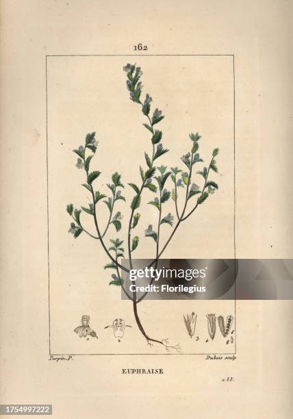 Eyebright, Euphrasia officinalis. Handcoloured stipple copperplate engraving by Lambert Junior from a drawing by Pierre Jean-Francois Turpin from...
