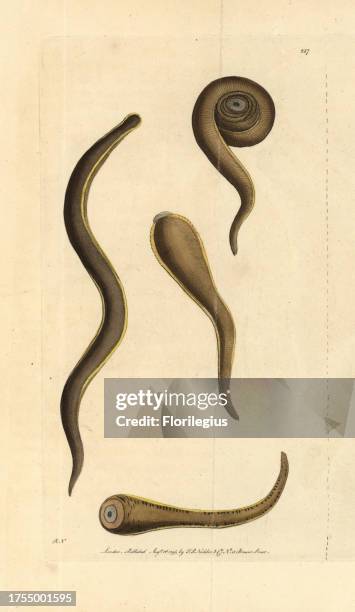 Medicinal leech, Hirudo medicinalis. Illustration drawn and engraved by Richard Polydore Nodder. Handcolored copperplate engraving from George Shaw...