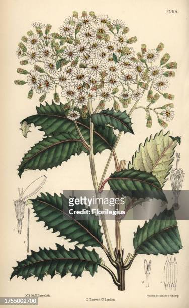 Olearia macrodonta, white flower native to New Zealand. Hand-coloured botanical illustration drawn by Matilda Smith and lithographed by E. Bates from...