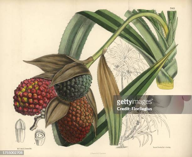 Pandanus labyrinthicus, native of the Malay Islands. Hand-coloured botanical illustration drawn by Matilda Smith and lithographed by E. Bates from...