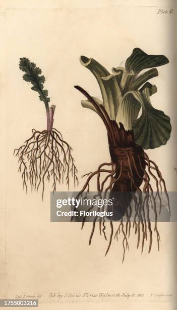 Fibrous root of groundsel Senecio vulgaris and plantain Plantago major. Handcoloured copperplate engraving of a botanical illustration by Sydenham...
