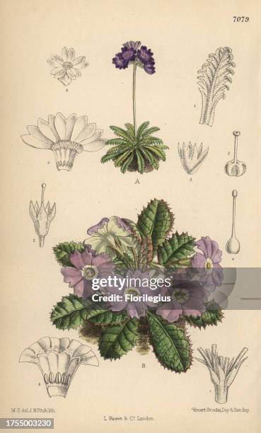 Primula pusilla and Primula petiolaris var. Nana, primroses from the Himalayas. Hand-coloured botanical illustration drawn by Matilda Smith and...