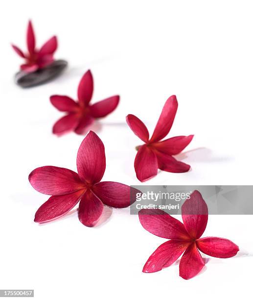 plumeria flowers - het grote eiland hawaï eilanden stockfoto's en -beelden