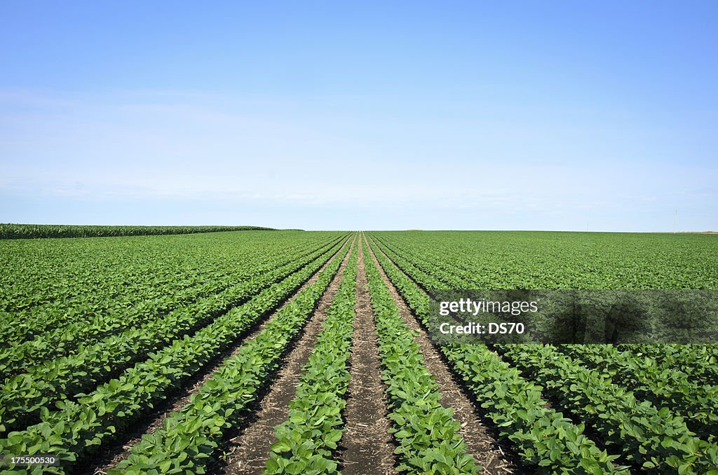 Rows of Iowa soybeans