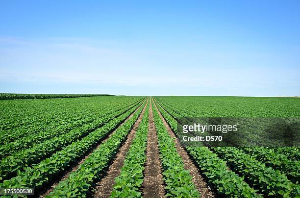 rows of iowa soybeans - iowa stock pictures, royalty-free photos & images