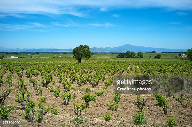 chateauneuf - rhone valley stock pictures, royalty-free photos & images