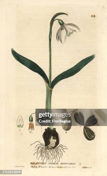 Snowdrop, Galanthus nivalis. Handcoloured copperplate engraving from a drawing by Isaac Russell from William Baxter's 'British Phaenogamous Botany'...