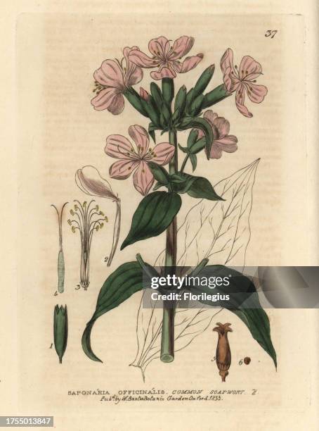 Soapwort, Saponaria officinalis. Handcoloured copperplate engraving from a drawing by Isaac Russell from William Baxter's 'British Phaenogamous...