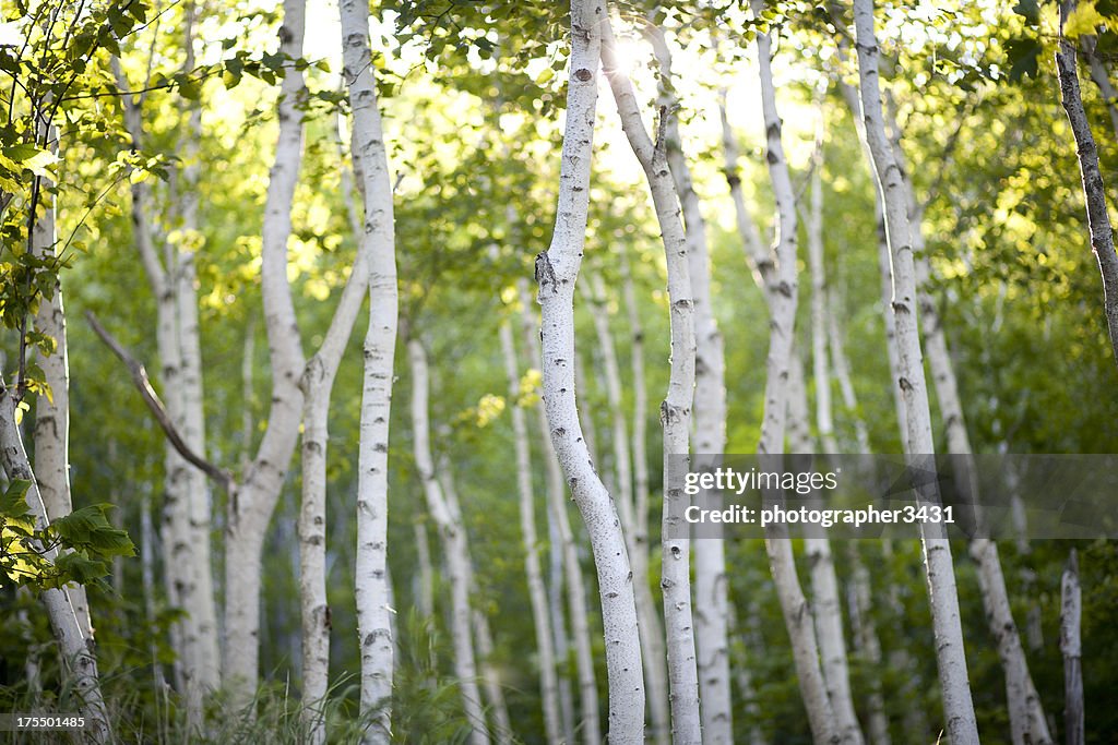 Evening Birch Trees