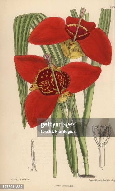 Tigridia pringlei, crimson tiger flower native to Mexico. Hand-coloured botanical illustration drawn by Matilda Smith and lithographed by John Nugent...