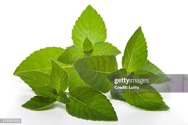 menthe fraîche - menthe fraîche culinaire photos et images de collection