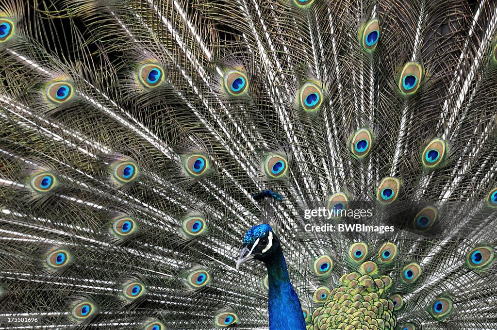 Peacock - Close Up