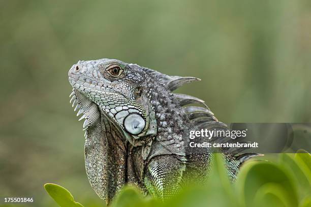 iguana verde em florida keys - iguana imagens e fotografias de stock