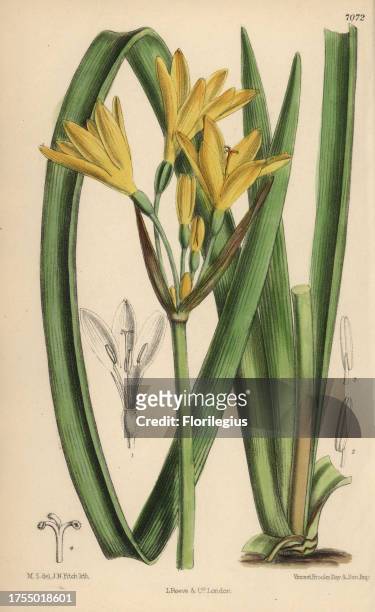 Anoiganthus breviflorus, yellow lily native to the Cape and Natal, South Africa. Hand-coloured botanical illustration drawn by Matilda Smith and...