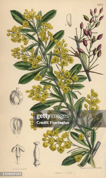 Berberis lycium, yellow flowered barberry shrub from the western Himalayas. Hand-coloured botanical illustration drawn by Matilda Smith and...