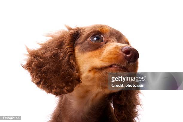 extravagante cachorro perro tejonero - long haired dachshund fotografías e imágenes de stock