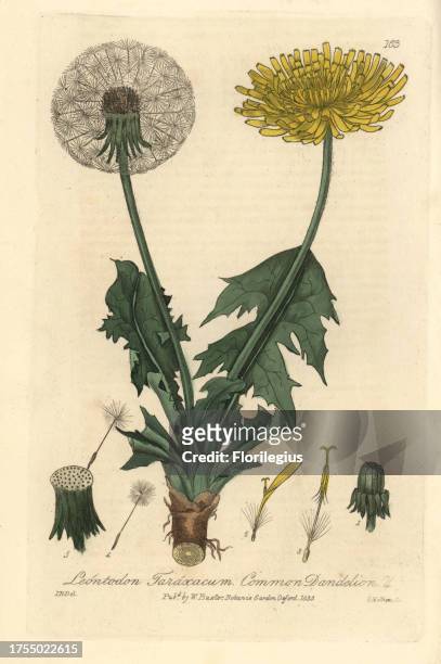 Common dandelion, Taraxacum officinale, Leontodon taraxacum. Handcoloured copperplate engraving by Charles Mathews from a drawing by Isaac Russell...