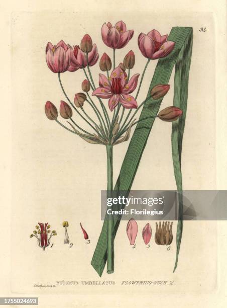 Flowering rush, Butomus umbellatus. Handcoloured copperplate engraving from a drawing by Isaac Russell from William Baxter's 'British Phaenogamous...