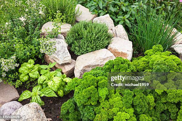 fresh herbs in the garden - herb garden stock pictures, royalty-free photos & images