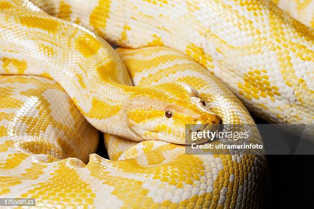 serpiente-albina pitón birmano - burmese python fotografías e imágenes de stock