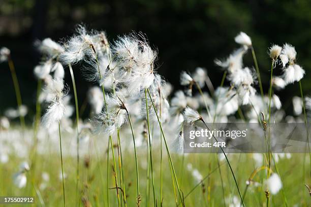 wollgras, genus eriophorum, cyperaceae - wollgras stock-fotos und bilder