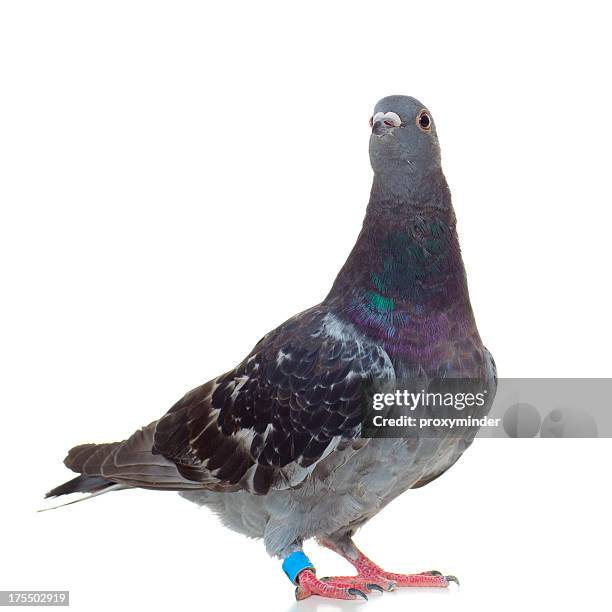 carreras de palomas aislado en blanco - homing pigeon fotografías e imágenes de stock