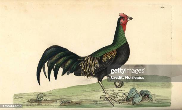 Green junglefowl, Gallus varius. Illustration drawn and engraved by Frederick Nodder. Handcolored copperplate engraving from George Shaw and...