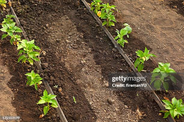 pepper growing in greenhouse. - irrigation equipment stock pictures, royalty-free photos & images