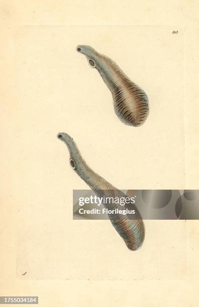 Liver fluke, Fasciola ventricosa. Illustration drawn by George Shaw. Handcolored copperplate engraving from George Shaw and Frederick Nodder's 'The...