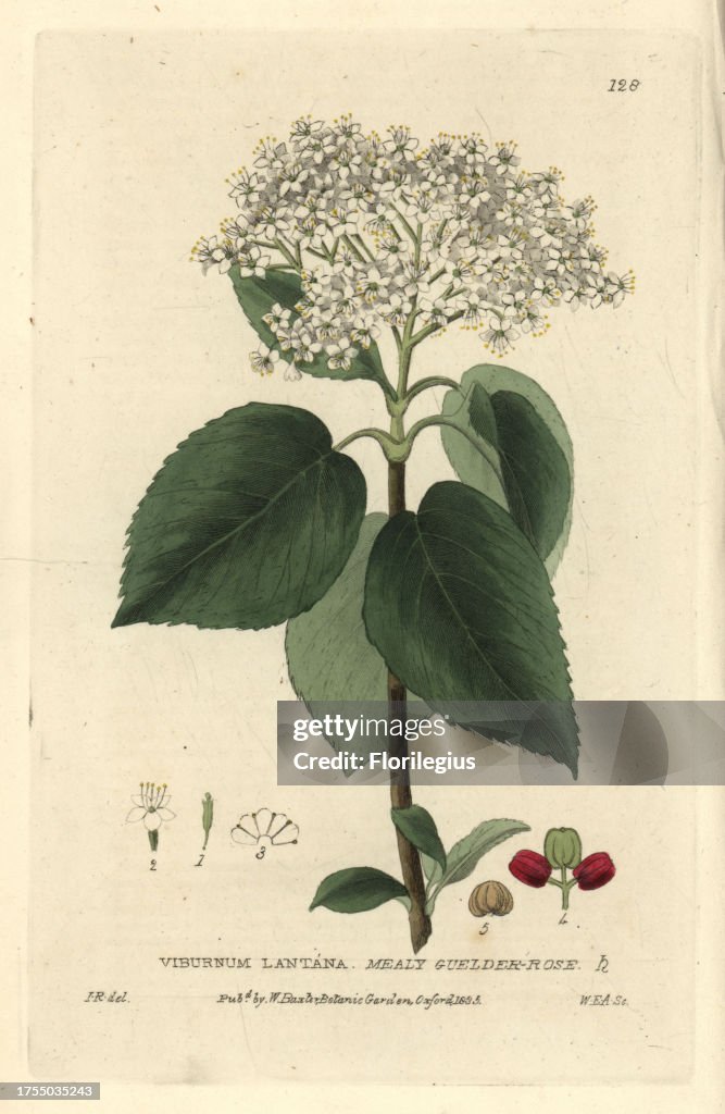 Mealy Guelder Rose Viburnum Lantana Handcoloured Copperplate News mealy-guelder-rose-viburnum-lantana-handcoloured-copperplate-news
