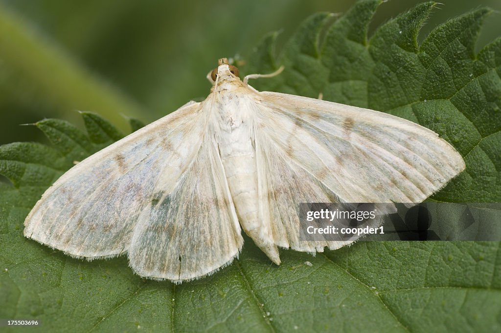 Mother of Pearl-Pleuroptya ruralis papillon