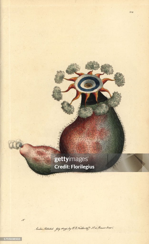 Sea squirt, Clavelina fasciculata