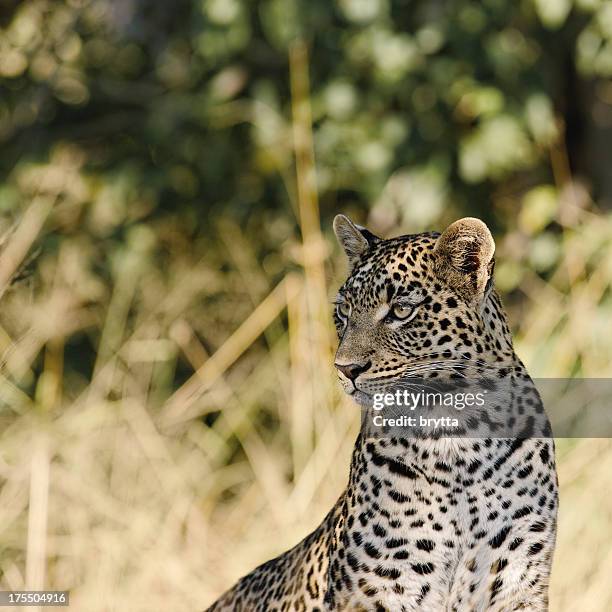 female african leopard looking in the distance - leopard stock pictures, royalty-free photos & images