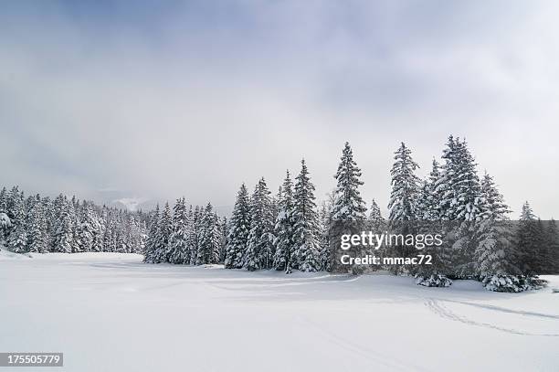 winterlandschaft mit schnee und bäume - baum schnee stock-fotos und bilder