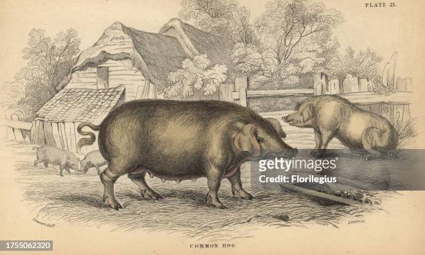 Common hog, Sus domestica, in pigsty. Handcoloured engraving on steel by William Lizars from a drawing by James Stewart from Sir William Jardine's...