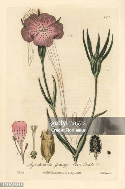 Corn cockle, Agrostemma githago. Handcoloured copperplate engraving by Charles Mathews from a drawing by Isaac Russell from William Baxter's 'British...