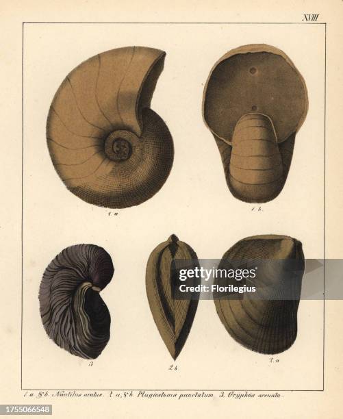 Fossils of extinct cephalopods: Nautilus aratus, Plagiostoma punctatum, Gryphaa arcuata, Handcoloured lithograph by an unknown artist from Dr. F.A....