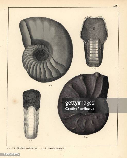 Fossils of extinct ammonite cephalopods: extinct species of Nautilus bidorsatus, and the Ceratites nodosus. The nautilus has changed little over the...