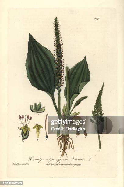Greater plantain, Plantago major. Handcoloured copperplate drawn and engraved by Charles Mathews from William Baxter's 'British Phaenogamous Botany'...