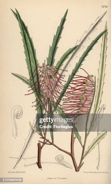 Grevillea aspleniifolia, pink evergreen plant native to New South Wales, Australia. Hand-coloured botanical illustration drawn by Matilda Smith and...